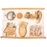A MID 20TH CENTURY MEDICAL CHART depicting the workings of an ear canal, eyeball and throat, by J