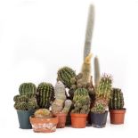 A COLLECTION OF TEN POTS CONTAINING VARIOUS CACTI the largest 78cm high overall