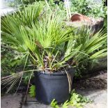 A SMALL PALM TYPE PLANT in a plastic container, approximately 86cm high overall