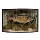 AN OLD PRESERVED TAXIDERMY PERCH in a bow fronted case within a naturalistic river bottom setting,