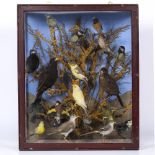 AN ANTIQUE TAXIDERMIC GROUP OF BIRDS to include starling, blackbird, fly catcher, tits and