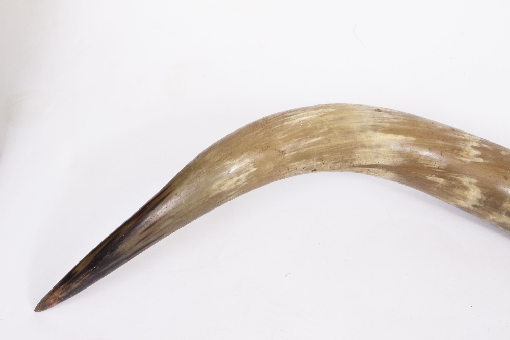 A PAIR OF OLD BUFFALO HORNS for wall mounting, 184cm wide tip to tip - Bild 2 aus 3