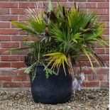 A PALM TYPE PLANT in a plastic container, approximately 80cm high