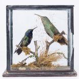A 19TH CENTURY TAXIDERMY PAIR OF HUMMING BIRDS perched on branches in a five glass case (cracked