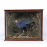 AN ANTIQUE TAXIDERMIC PUKEKO mounted in a mahogany and glazed case, 55cm wide x 32cm deep x 45cm
