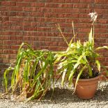 TWO POTS OF CRINUM the pots approximately 30cm high and each containing a number of bulbs