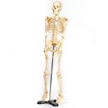 A COMPOSITE MODEL OF A HUMAN SKELETON on a chrome and cast iron stand, 83cm high Condition: no