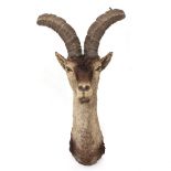 AN ANTIQUE POSSIBLY SPANISH IBEX TAXIDERMIC HORN HEAD AND SHOULDER MOUNT each horn 44cm in length