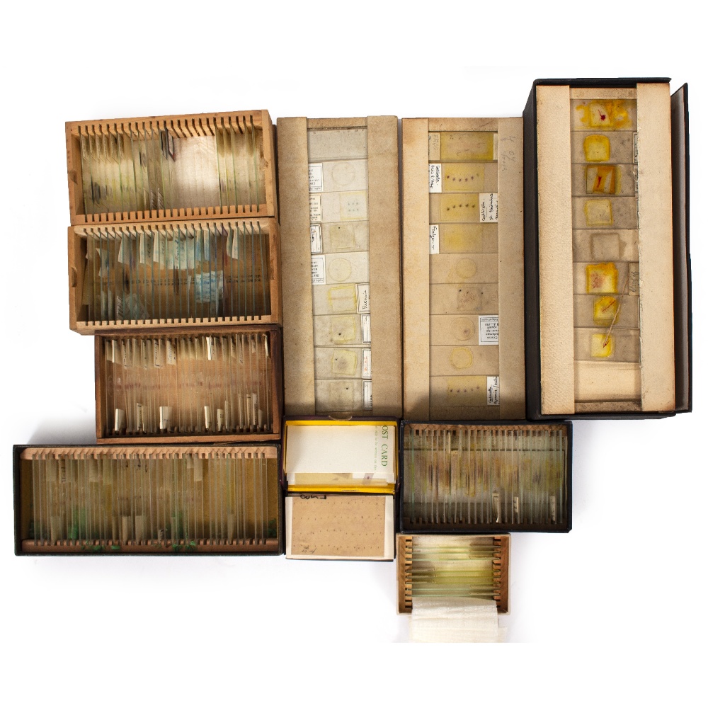 A COLLECTION OF LATE 20TH CENTURY PREPARED MICROSCOPE SLIDES of biological samples to include some