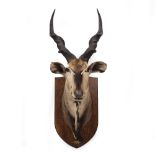 A 19TH CENTURY E.GERRARD & SONS NATURAL HISTORY STUDIOS LONDON TAXIDERMIC AFRICAN GIANT ELAND HEAD