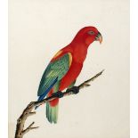 Chinese Company School circa 1800 Study of a parrot on a branch, on J. Whatman laid paper, framed