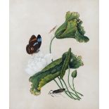 Chinese Company School circa 1800 Study of a butterfly and water lilies, framed and glazed 42cm x