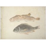 Fishes of Japan late Edo/Meiji period Album containing 30 plates of hand coloured prints depicting