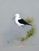 Terence Lambert (b.1951) 'Black winged stilt (Himantopus Himantopus)' watercolour, signed lower