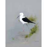 Terence Lambert (b.1951) 'Black winged stilt (Himantopus Himantopus)' watercolour, signed lower