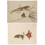 Company school painting Indian, 19th Century watercolour on paper, double sided, one side