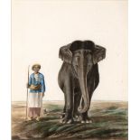 Company school painting Indian, 19th Century watercolour on paper, depicting a Mahout with his