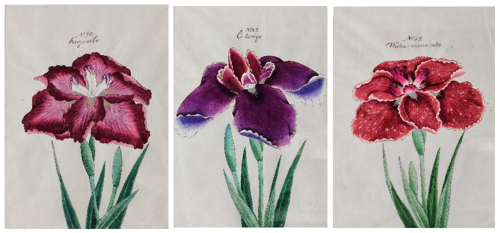 JAPANESE SCHOOL 'O-Torige', 'Kagaribi' and 'Waka-Murasaki', botanical studies, a group of three,