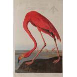 ROBERT HAVELL AFTER J.J. AUDUBON 'American Flamingo', reproduction in colours plate LCCXXX, 90 x