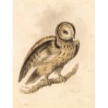Attributed to Samuel Howitt (c.1765-1822) Study of an owl perched on a branch signed watercolour