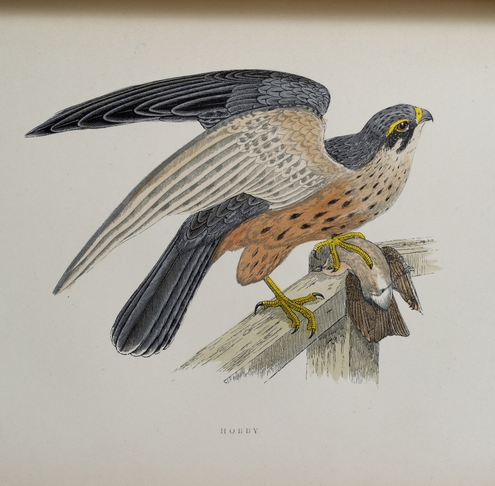 MORRIS, Rev. F.O. A History of British Birds, Nimmo, London, 1903, 5th edn. In 6 volumes. 3to. ( - Image 3 of 7