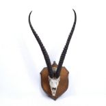 19TH CENTURY ANTELOPE ANTLERS, mounted on an oak shield, back with the words painted 'GRANTII