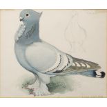 Charles Frederick Tunnicliffe (1901-1979) Barred Blondinette inscribed in pencil watercolour 23 x