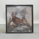 An early 20th century taxidermy grouse, in a glazed display case,