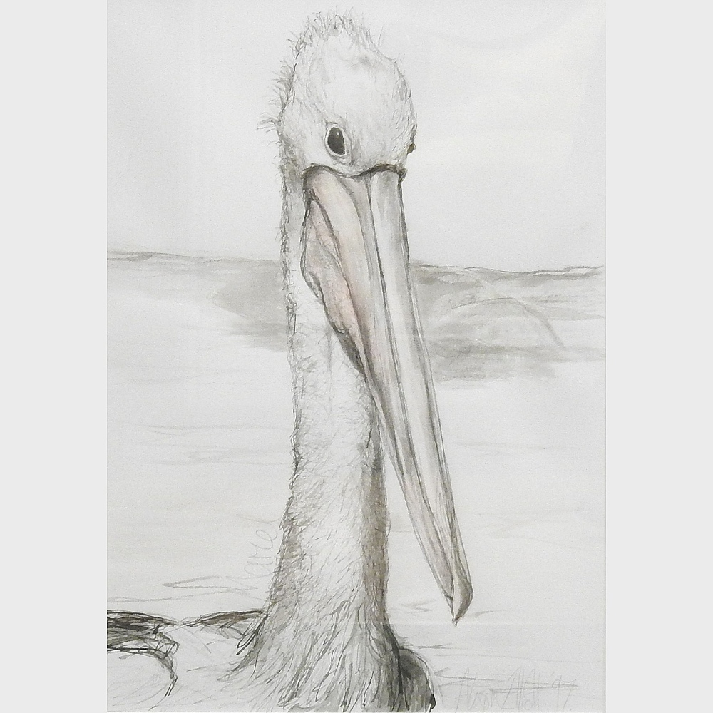 Alison Elliott, contemporary, Marcel, study of a Pelican, signed and dated '97, pen,
