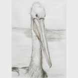 Alison Elliott, contemporary, Marcel, study of a Pelican, signed and dated '97, pen,