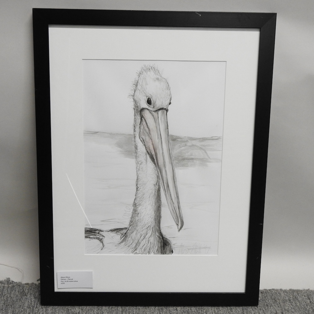 Alison Elliott, contemporary, Marcel, study of a Pelican, signed and dated '97, pen, - Image 2 of 2