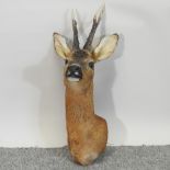 A taxidermy deer head,