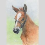 Alison Elliott, contemporary, Manon, thoroughbred foal, signed and dated 2000,