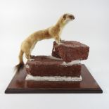 A taxidermy stoat, on a brick base,