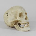 A model of a life size human skull,