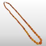 A butterscotch amber bead necklace, having a single row of graduated beads,