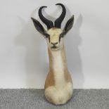 A taxidermy springbok head,
