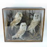 An early 20th century taxidermy of three owls, in a glazed light oak display case,