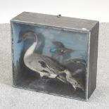 An early 20th century taxidermy group of four water birds, in a glazed case,