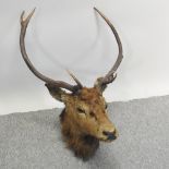 A taxidermy stag head,