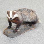 A taxidermy badger,