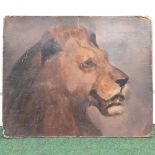 In the manner of William Huggins, 1820-1884, a study of a lion's head, oil on board, unframed,
