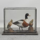 A 19th century taxidermy of three birds, in a glazed display case,
