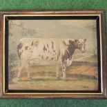 J Box, 20th century, A prize cow, signed oil on canvas,
