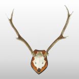 A pair of antlers, mounted on a shield shape plaque,