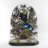 A Victorian taxidermy group of birds, housed in a glass dome, on an ebonised wooden base,