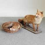 A taxidermy fox, together with another in a basket,