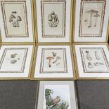 A collection of six botanical prints, 45 x 28cm,