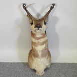 A taxidermy deer head,
