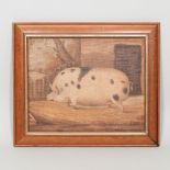 J Box, 20th century, a prize spotted pig, signed, oil on canvas laid on board,
